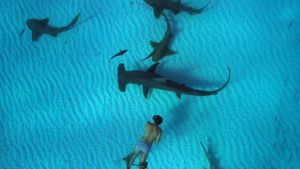 Sharkwater Extinction's poster