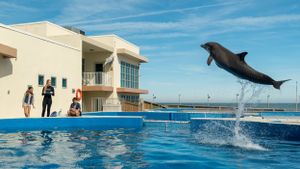 Bernie The Dolphin's poster