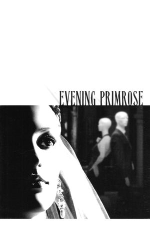Evening Primrose's poster