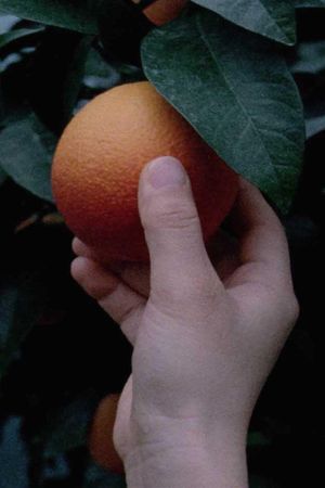 An orange is not a fish's poster