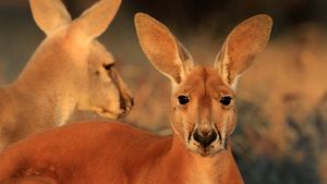 Big Red: The Kangaroo King's poster