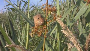 The Harvest Mouse: Grassland Acrobat's poster