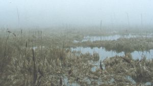 Early Spring Wetlands's poster