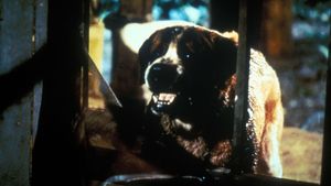 Cujo's poster