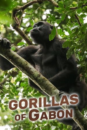 Gorillas of Gabon's poster