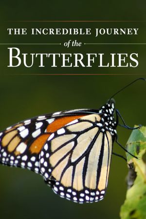 The Incredible Journey of the Butterflies's poster