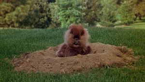 Caddyshack's poster