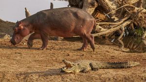 Hippo vs Croc's poster