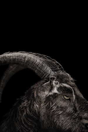 The Witch's poster