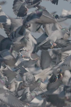 Million Dollar Pigeons's poster