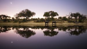 Into the Okavango's poster