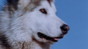 Nikki, Wild Dog of the North's poster