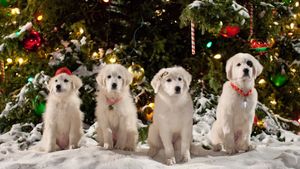 Santa Paws 2: The Santa Pups's poster
