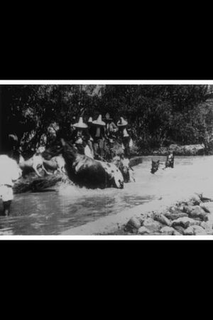 Horses Bathing's poster