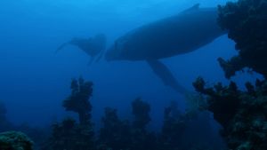 Atlantic: The Wildest Ocean on Earth's poster