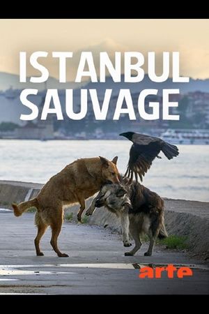 Istanbul sauvage's poster