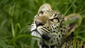 Eye of the Leopard's poster