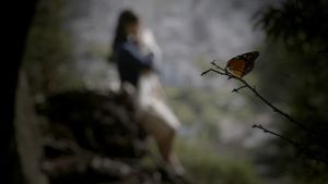 Butterfly's poster