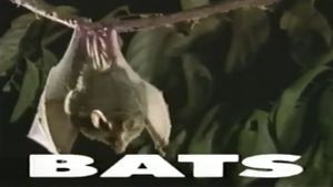 Predators of the Wild: Bats's poster