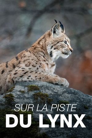 Sur la piste du lynx's poster