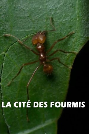 La cité des fourmis's poster