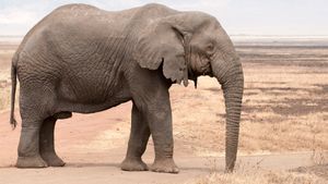 Africa's Elephant Kingdom's poster