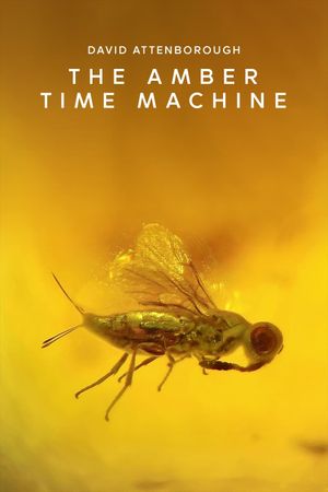 The Amber Time Machine's poster