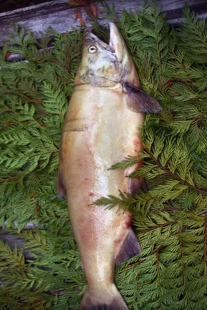 Salmon's poster
