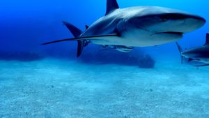 Shark Superpower's poster
