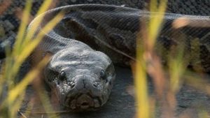 Squeeze: African Python's poster