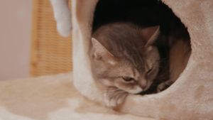 Kittenhood's poster