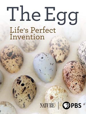 The Egg: Life’s Perfect Invention's poster