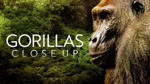 Gorillas Close Up's poster