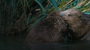 Castor, la force de la nature's poster