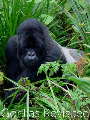 Gorillas Revisited with Sir David Attenborough's poster