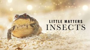 Little Matters: Insects's poster