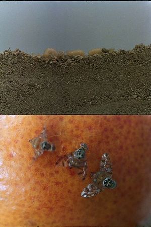 La mosca de las frutas's poster image