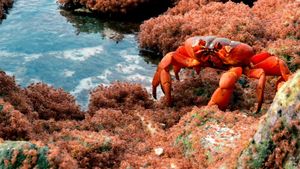 The Giant Robber Crab's poster