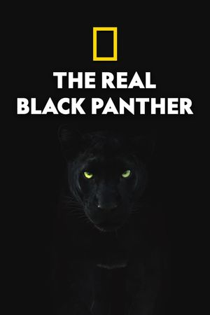 The Real Black Panther's poster