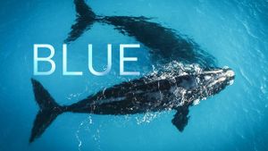 Blue's poster