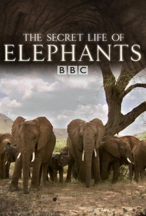 The Secret Life of Elephants's poster image