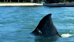 Jaws 3-D's poster