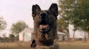 Dogs's poster