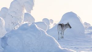 A Reindeer's Journey's poster