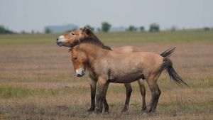 Wild Horses: A Tale from the Puszta's poster