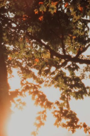 Autumn Sunrise's poster