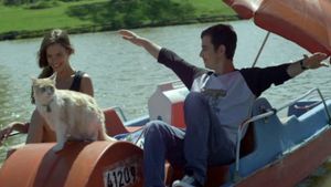 Cats on a Pedal Boat's poster