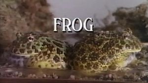 Frog's poster