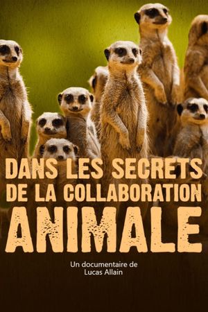 Dans les secrets de la collaboration animale's poster