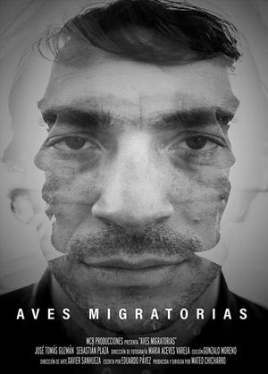 Migratory Birds's poster